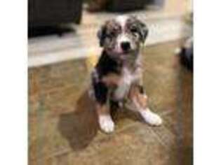 Australian Shepherd Puppy for sale in Edwardsburg, MI, USA