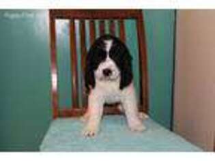 English Springer Spaniel Puppy for sale in Bridgman, MI, USA