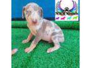 Doberman Pinscher Puppy for sale in Shepherd, TX, USA