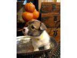 Pembroke Welsh Corgi Puppy for sale in Modesto, CA, USA