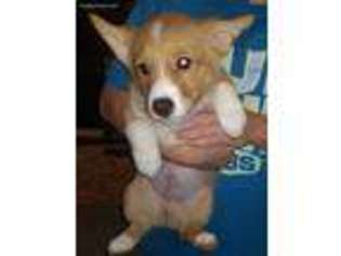 Pembroke Welsh Corgi Puppy for sale in Monett, MO, USA