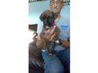 Boxer Puppy for sale in Canandaigua, NY, USA
