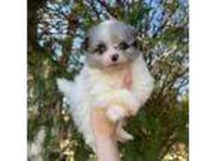 Pomeranian Puppy for sale in Muskogee, OK, USA