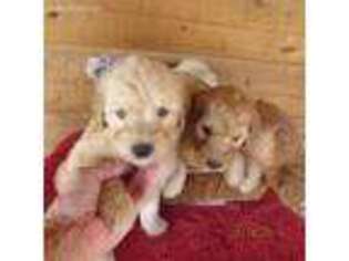 Goldendoodle Puppy for sale in Concordia, KS, USA
