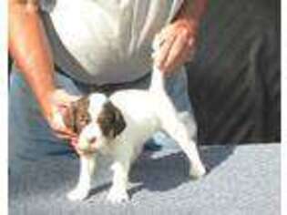 English Setter Puppy for sale in Scottsville, VA, USA