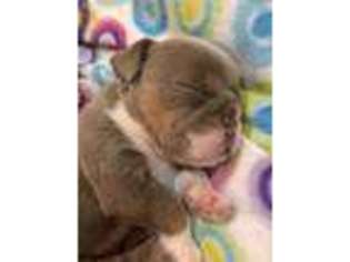 Bulldog Puppy for sale in Secaucus, NJ, USA