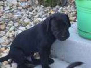 Great Dane Puppy for sale in Dickinson, ND, USA