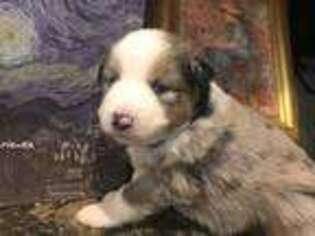 Miniature Australian Shepherd Puppy for sale in Taunton, MA, USA