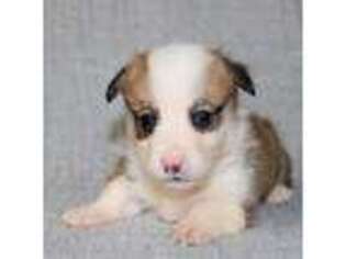 Pembroke Welsh Corgi Puppy for sale in Denair, CA, USA