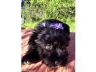Mutt Puppy for sale in Saint Maries, ID, USA