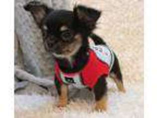 Chihuahua Puppy for sale in Elkhart Lake, WI, USA