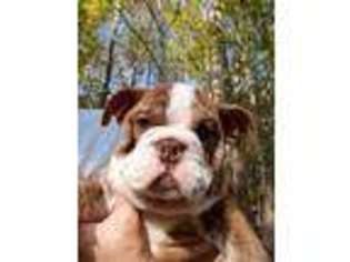 Bulldog Puppy for sale in Carnesville, GA, USA