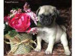 Pug Puppy for sale in Kingsport, TN, USA