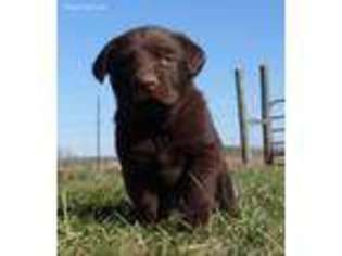 Labrador Retriever Puppy for sale in Drury, MO, USA