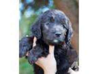 Goldendoodle Puppy for sale in NEWBERG, OR, USA