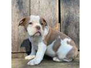 Olde English Bulldogge Puppy for sale in Walnut, MS, USA