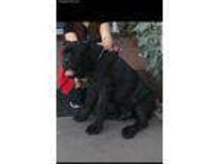 Cane Corso Puppy for sale in Las Vegas, NV, USA