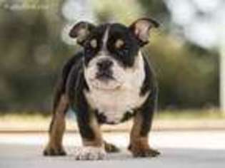 Bulldog Puppy for sale in Fort Pierce, FL, USA
