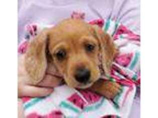 Dachshund Puppy for sale in Shelbyville, IL, USA