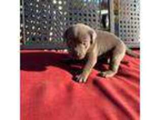 Labrador Retriever Puppy for sale in Tieton, WA, USA