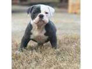 Olde English Bulldogge Puppy for sale in Covington, GA, USA