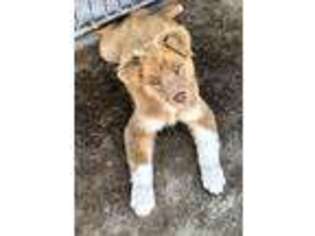 Australian Shepherd Puppy for sale in Crete, IL, USA