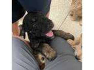 Labradoodle Puppy for sale in Lincoln, CA, USA