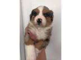 Australian Shepherd Puppy for sale in Wytheville, VA, USA