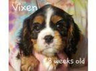Cavalier King Charles Spaniel Puppy for sale in Ona, WV, USA