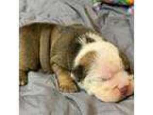 Bulldog Puppy for sale in Uniontown, KS, USA