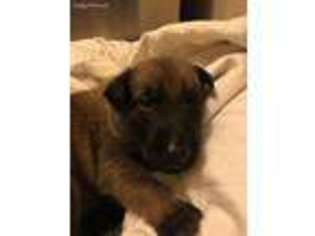 Belgian Malinois Puppy for sale in Eads, TN, USA