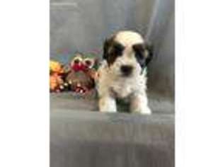 Shorkie Tzu Puppy for sale in Arthur, IL, USA