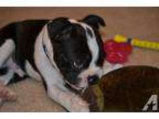 Boston Terrier Puppy for sale in KILLEEN, TX, USA