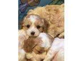 Cavapoo Puppy for sale in Iron Station, NC, USA