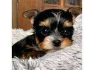 Yorkshire Terrier Puppy for sale in New Albany, MS, USA