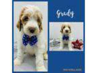 Labradoodle Puppy for sale in Blackfoot, ID, USA