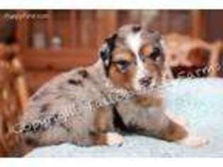 Australian Shepherd Puppy for sale in Alvin, TX, USA