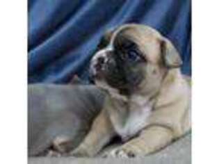 French Bulldog Puppy for sale in Winterport, ME, USA
