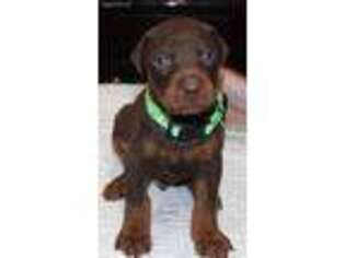 Doberman Pinscher Puppy for sale in League City, TX, USA