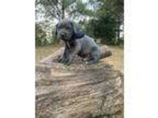 Cane Corso Puppy for sale in Atlanta, GA, USA