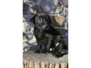 Labrador Retriever Puppy for sale in Elverson, PA, USA
