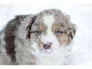 Australian Shepherd Puppy for sale in Blandburg, PA, USA