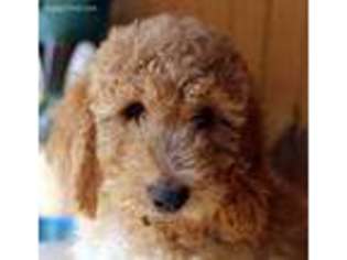 Labradoodle Puppy for sale in Palmdale, CA, USA
