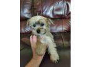 Yorkshire Terrier Puppy for sale in Lexington, MA, USA
