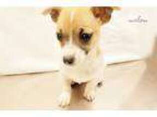 Jack Russell Terrier Puppy for sale in New York, NY, USA