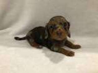 Dachshund Puppy for sale in Ozark, MO, USA
