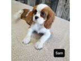Cavalier King Charles Spaniel Puppy for sale in Lovington, IL, USA