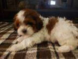 Shih-Poo Puppy for sale in Powell, WY, USA