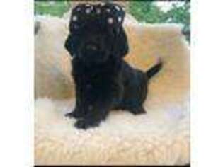 Labradoodle Puppy for sale in Taft, TN, USA