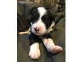 Mutt Puppy for sale in Saint Charles, IA, USA